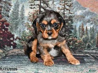 Cavalier King Charles Spaniel dogs Raleigh - Ad 27