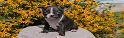 Boston Terrier dogs for sale: Tulip - Ad 9