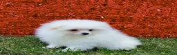 Pomeranian dogs for sale: Pomeranian Puppy Fluffy - Ad 7