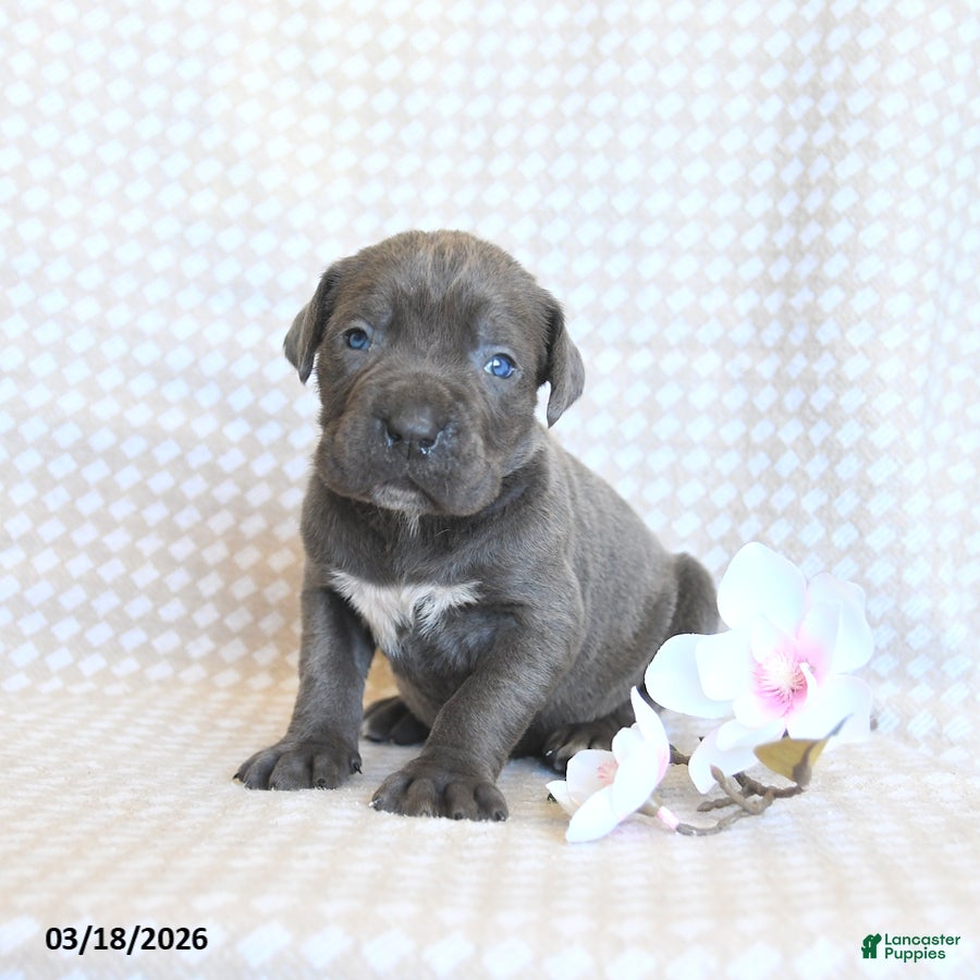 Cane Corso dogs Coral - Ad 1