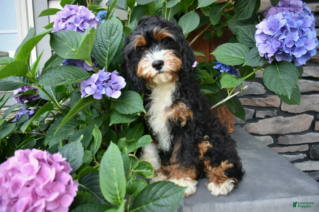 Cavapoo dogs for sale: Marley - Ad 5