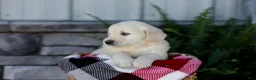 Golden Retriever dogs for sale: Brent - Ad 3