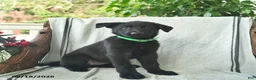 German Shepherd dogs for sale: Georgia - Ad 3