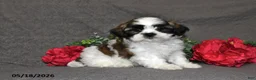 Shih Tzu dogs for sale: Jack - Ad 5