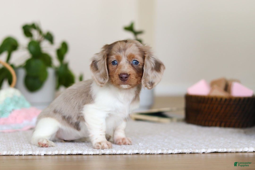 Miniature Dachshund dogs for sale: Skye - Ad 8
