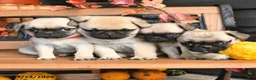 Pug dogs for sale: Barkley - Ad 5