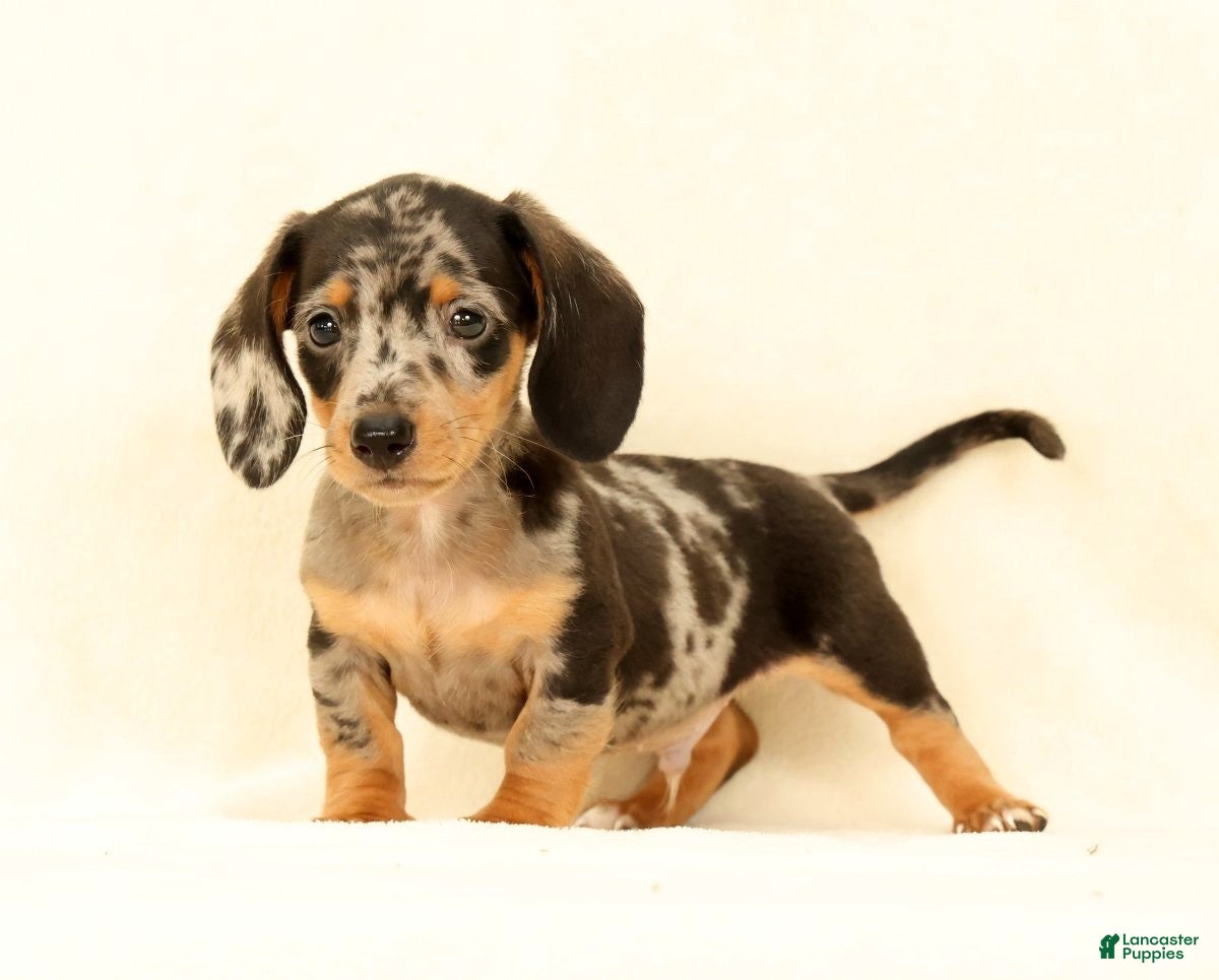 Miniature Dachshund dogs Winston - Ad 1