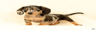 Winston