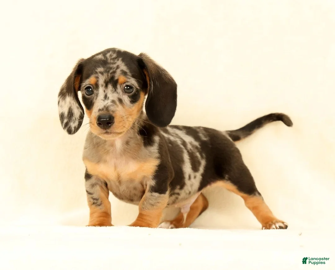 Miniature Dachshund dogs for sale: Winston - Ad 1