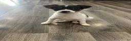 Mixed Breed dogs for sale: Tom - Ad 5