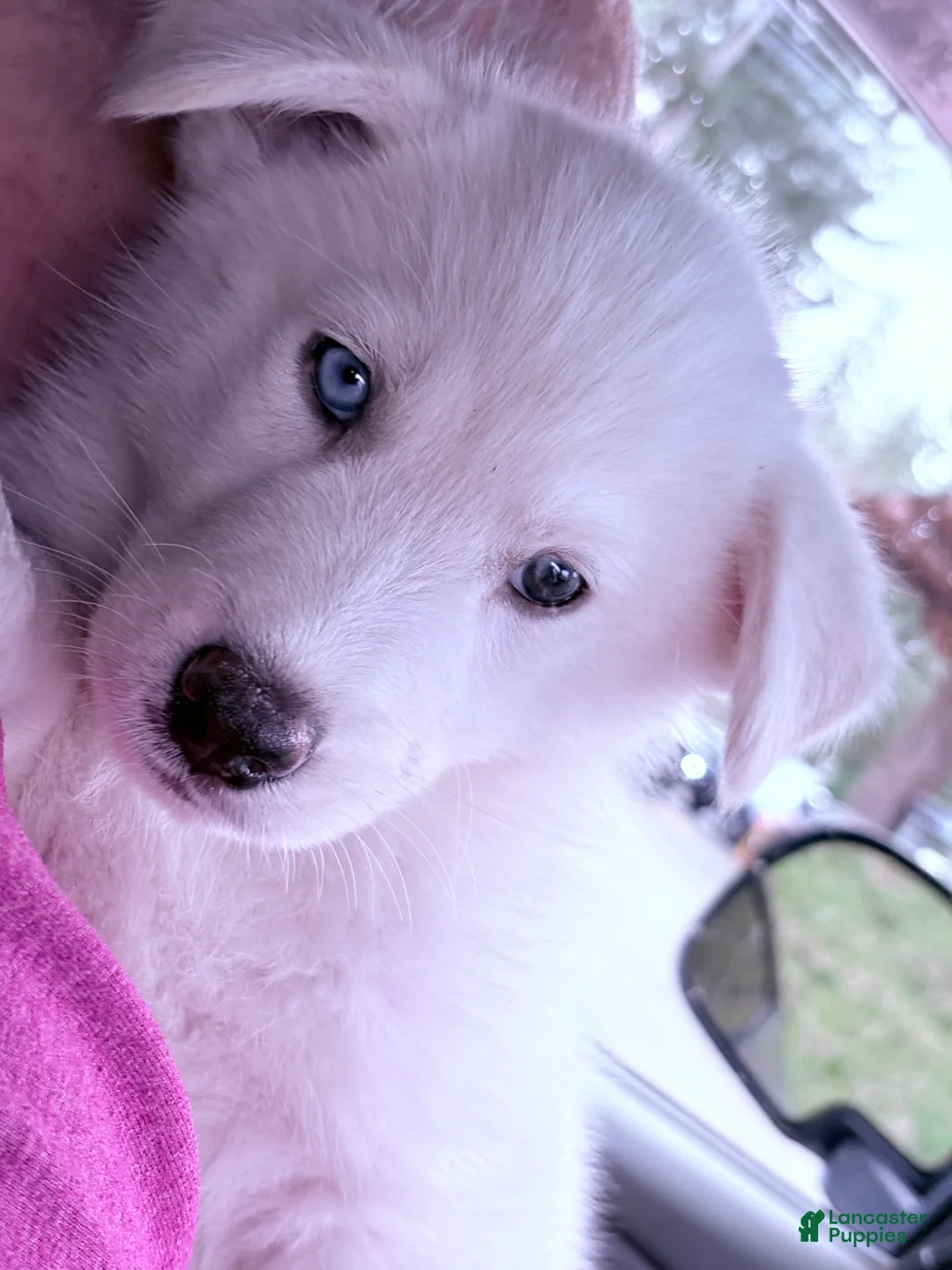 Siberian Husky dogs for sale: Siberian Husky Puppy 1 - Ad 2