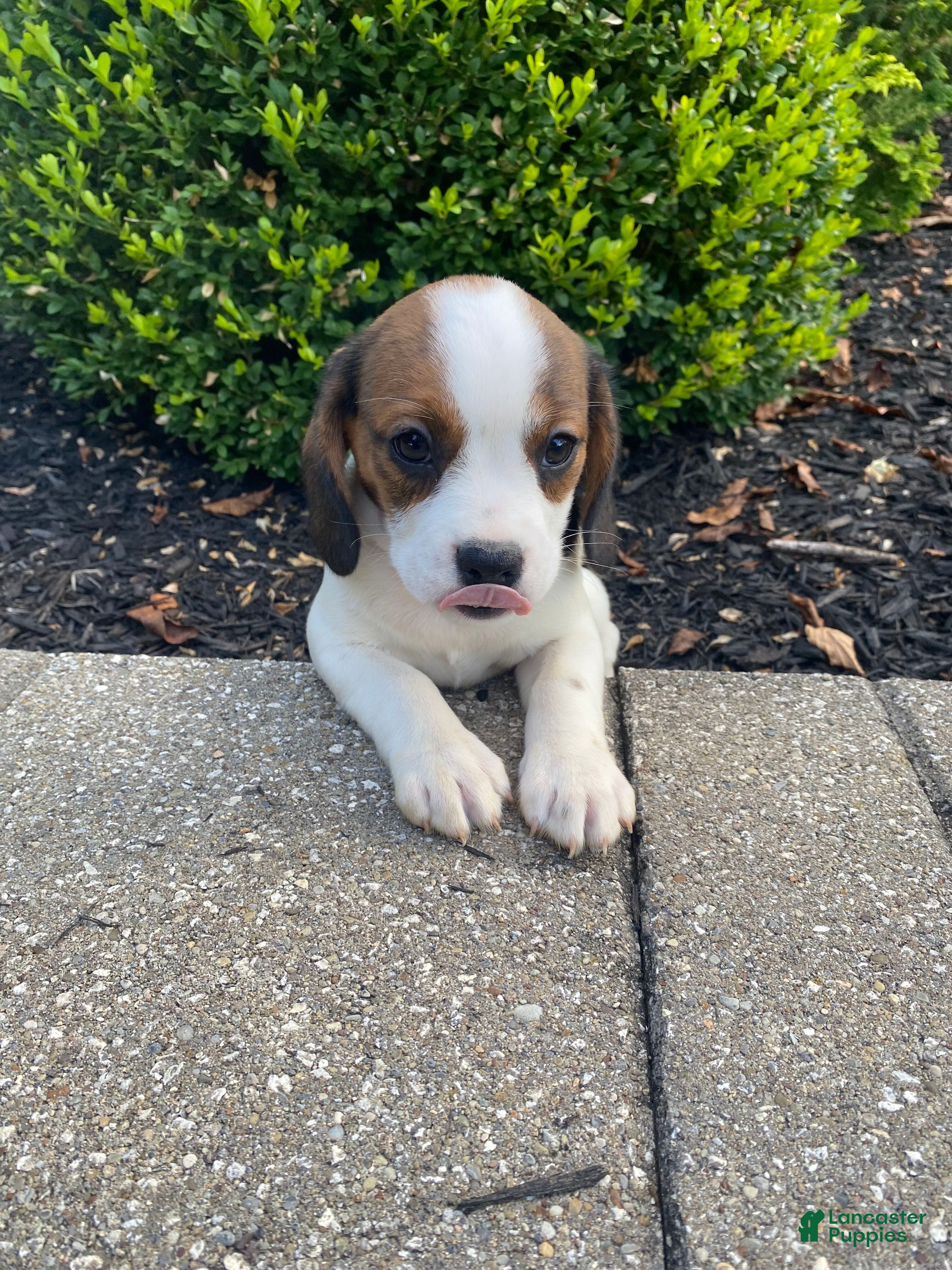 Mixed Breed dogs Jo - Ad 2