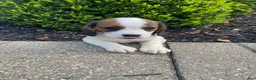 Mixed Breed dogs for sale: Jo - Ad 2