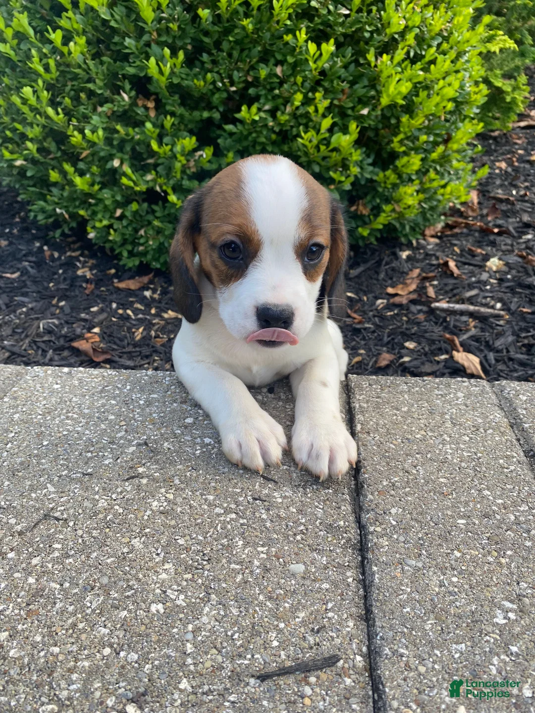 Mixed Breed dogs for sale: Jo - Ad 2