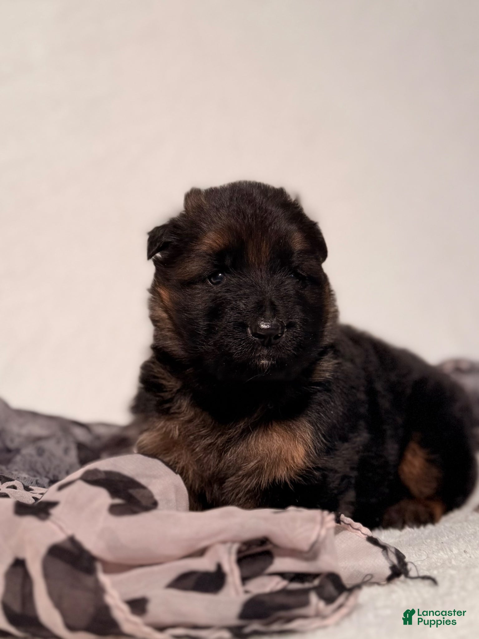 German Shepherd dogs German Shepherd Puppy 2 - Ad 26