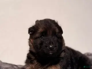 German Shepherd dogs German Shepherd Puppy 2 - Ad 26