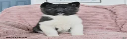 Akita dogs for sale: Flicker - Ad 2