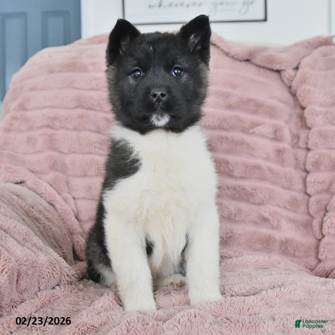 Akita dogs for sale: Flicker - Ad 2