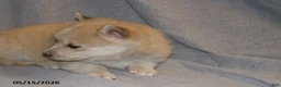 Pomsky dogs for sale: Ava - Ad 5