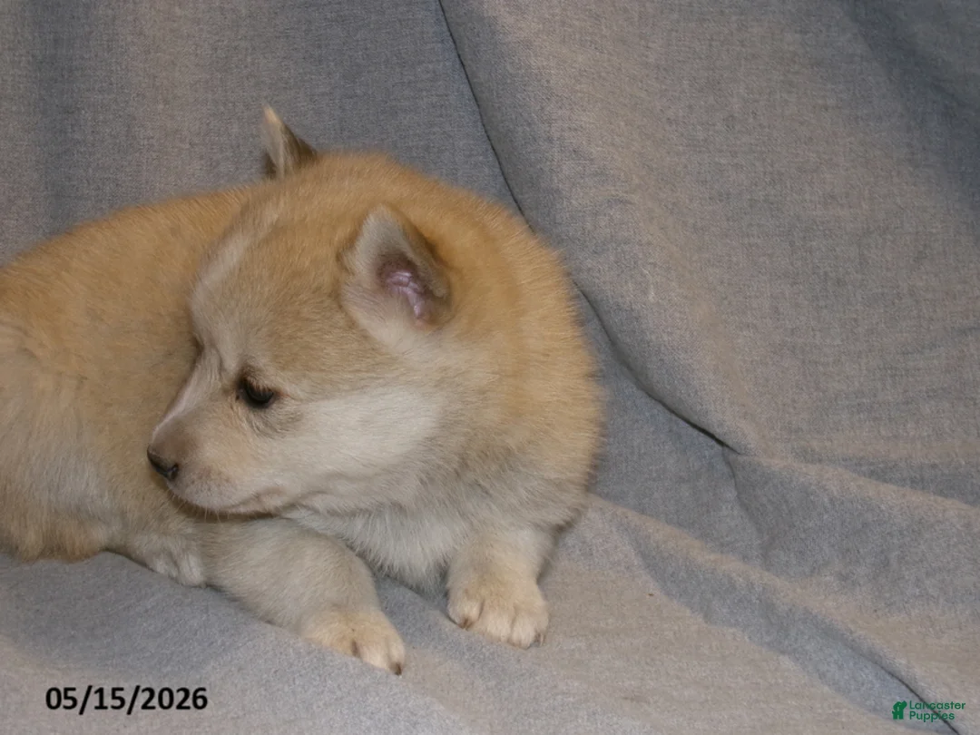 Pomsky dogs for sale: Ava - Ad 5
