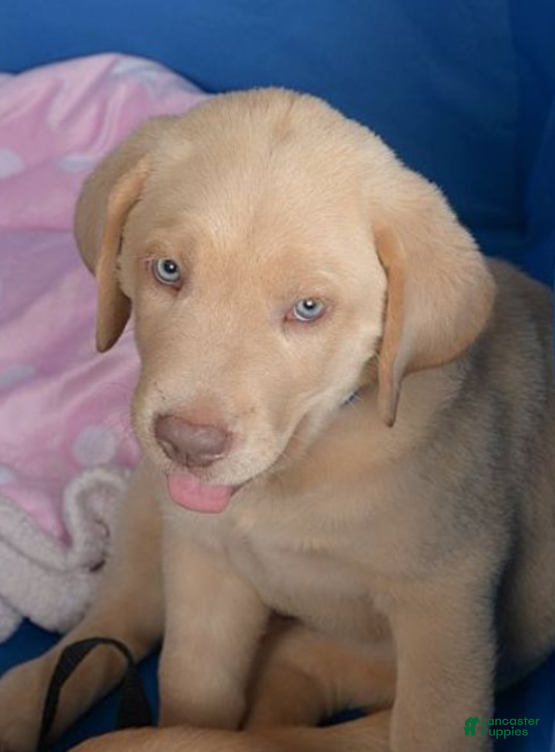 Labrador Retriever dogs for sale: Labrador Retriever Puppy 5 - Ad 33