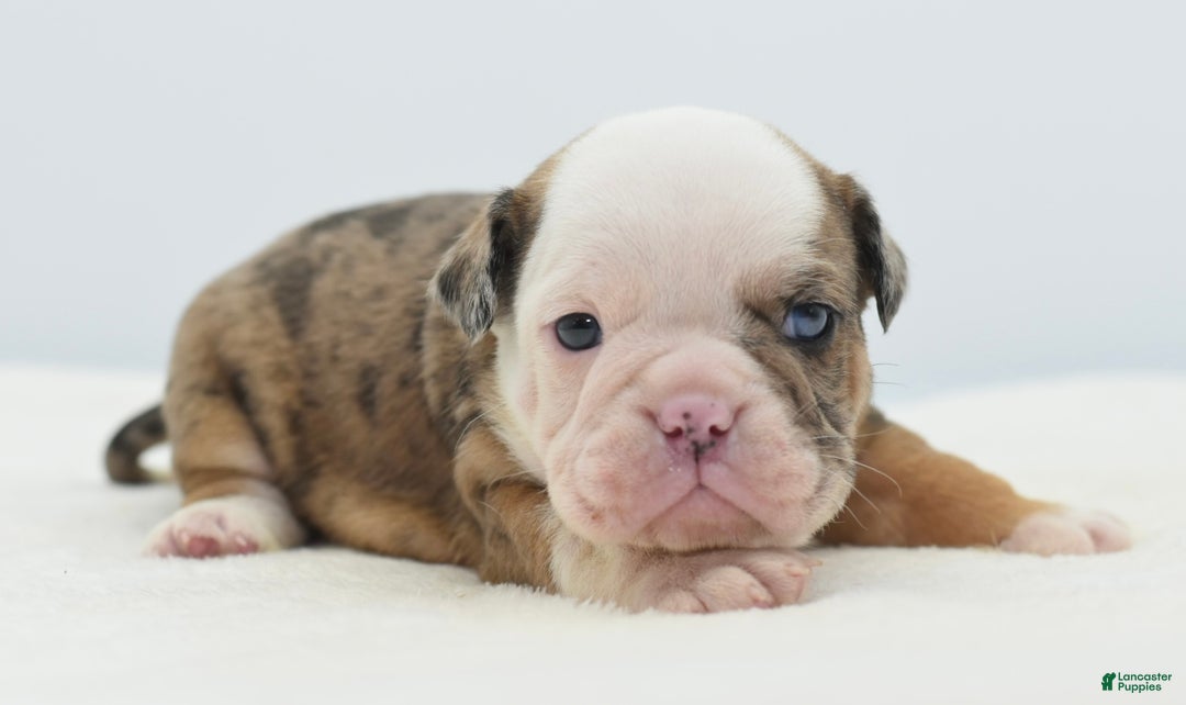 Mixed Breed dogs for sale: Turbo Merle blue eyes - Ad 14
