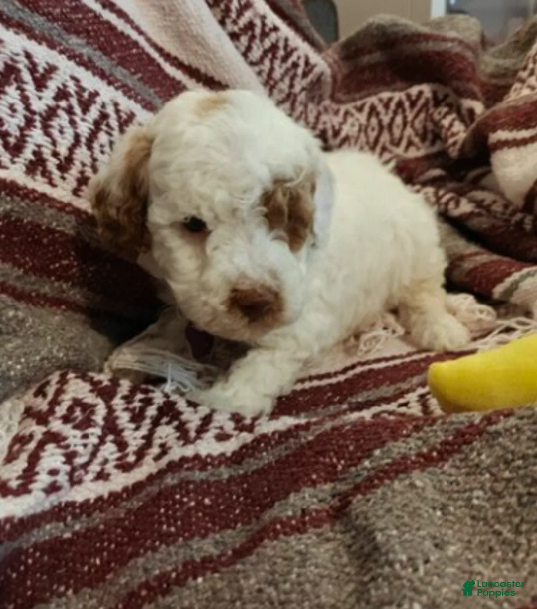 Mini Goldendoodle dogs for sale: Maverick - Ad 1
