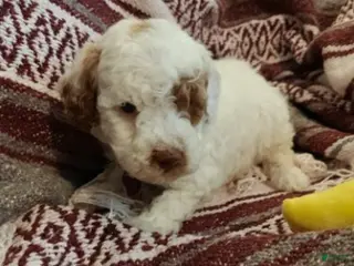 Mini Goldendoodle dogs for sale: Maverick - Ad 2