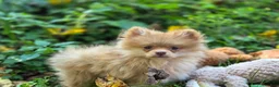 Pomeranian dogs for sale: Toulouse Pomeranian  - Ad 3