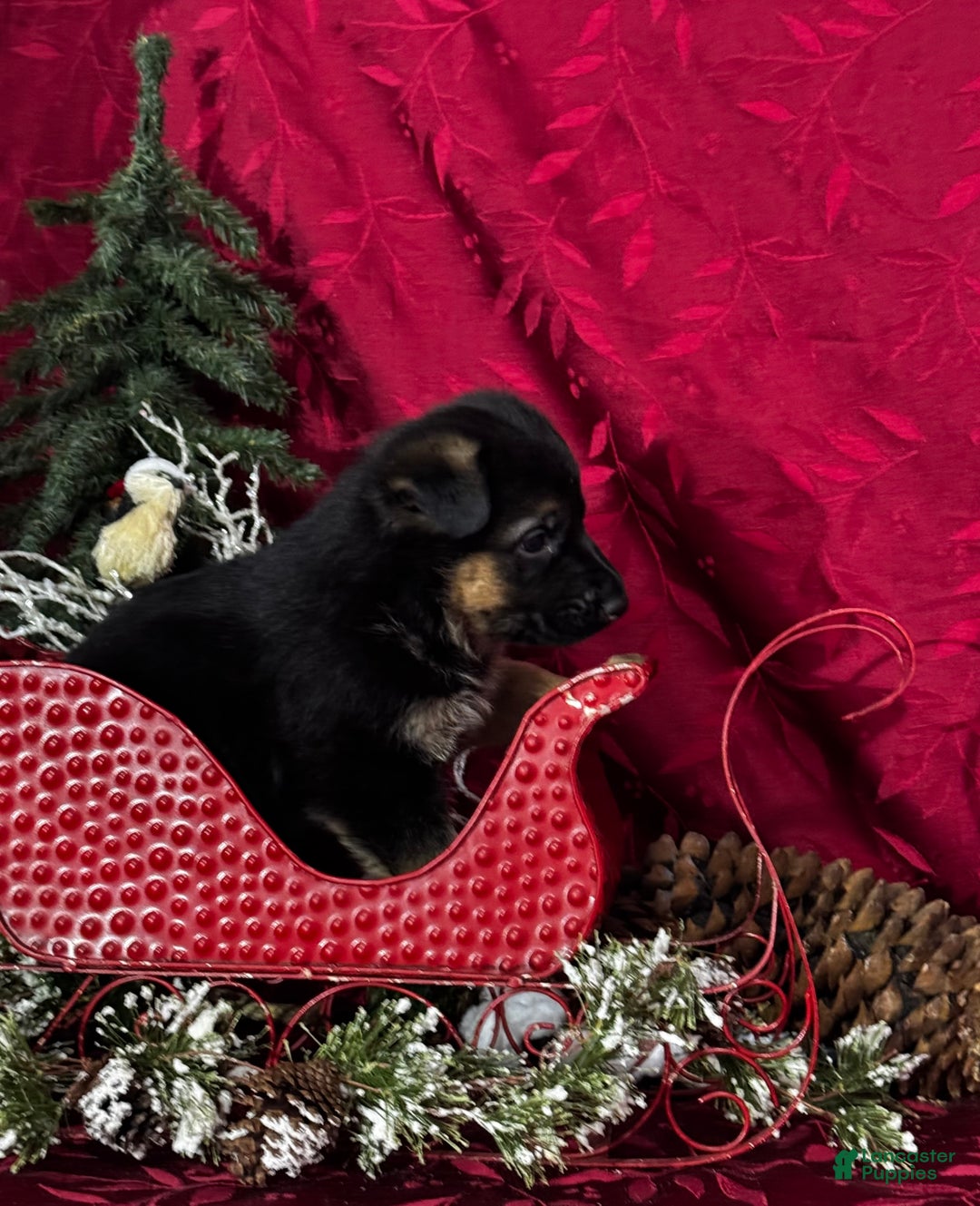 German Shepherd dogs for sale: Reno - Ad 4