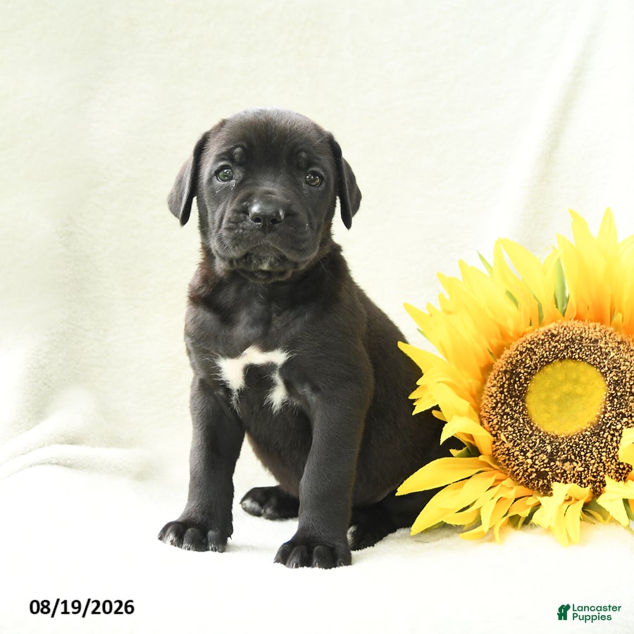 Cane Corso dogs Barbie - Ad 1