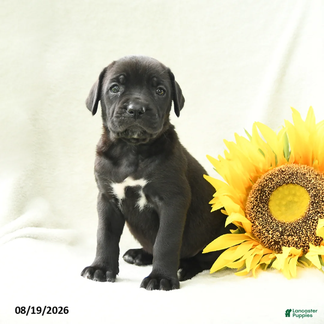 Cane Corso dogs for sale: Barbie - Ad 1