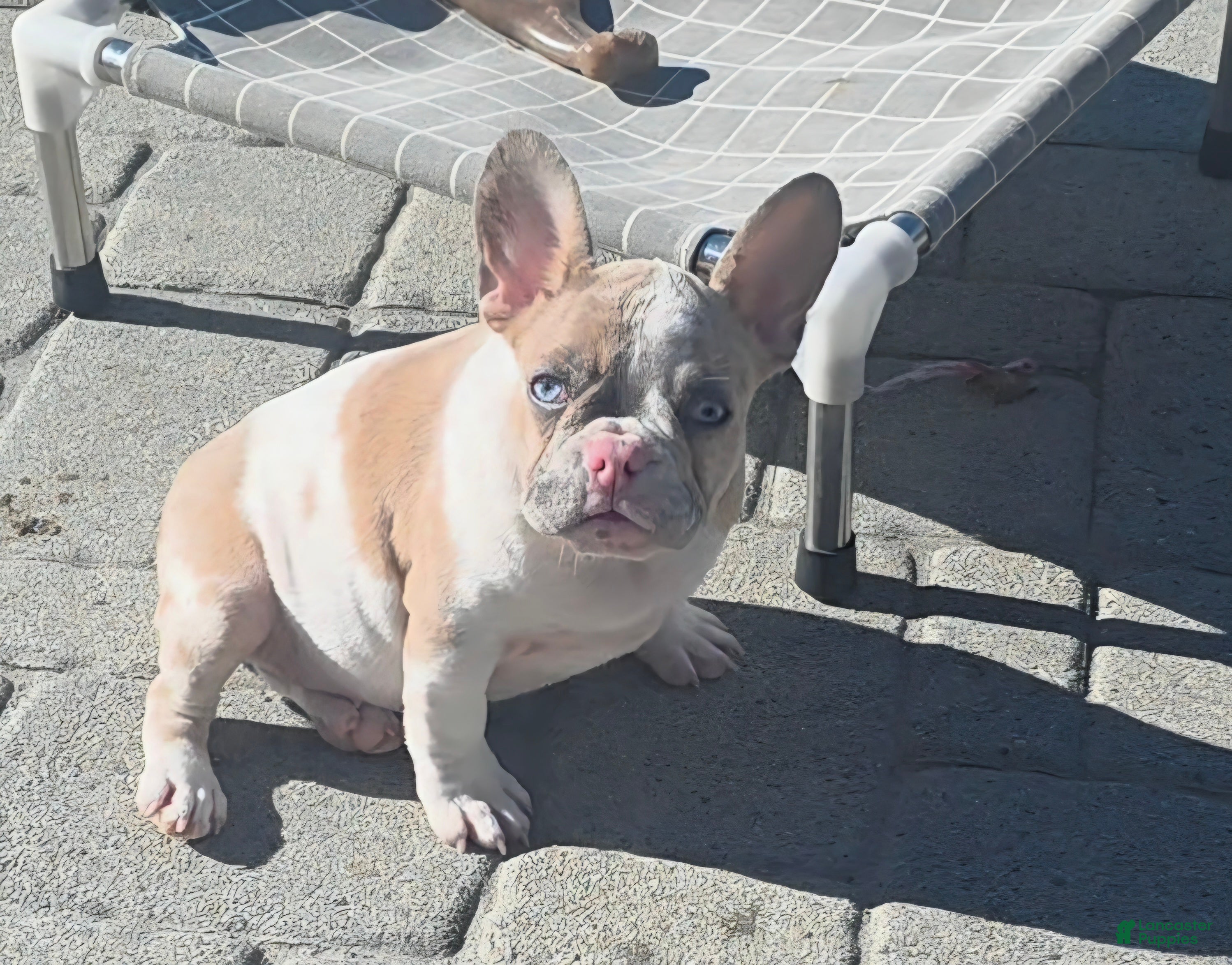French Bulldog dogs Ami - Ad 1