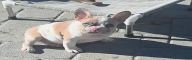 Ami