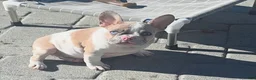 French Bulldog dogs for sale: Ami - Ad 1