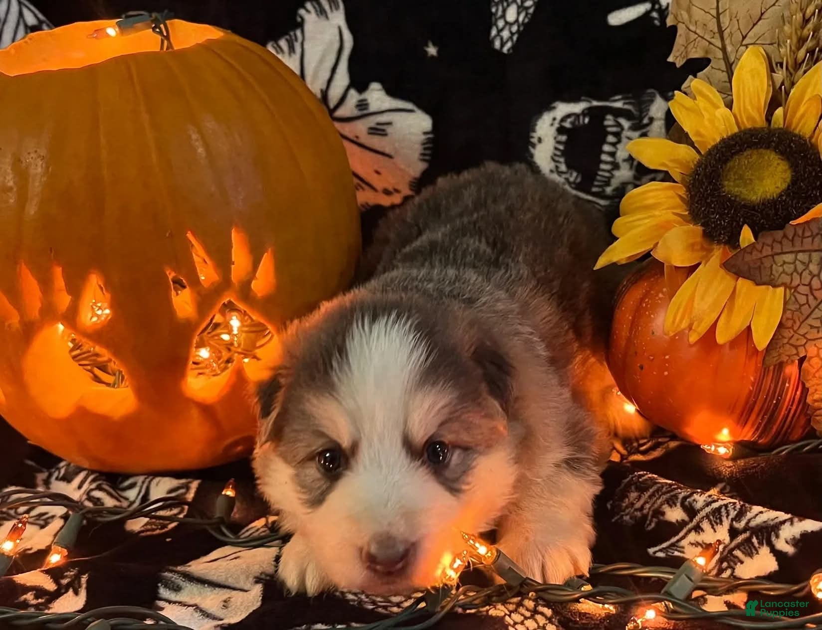German Shepherd dogs German Shepherd Female (Panda) - Ad 2