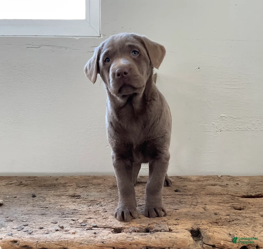 Labrador Retriever dogs for sale: Sadie - Ad 6