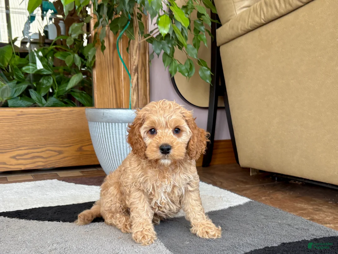 Mixed Breed dogs for sale: Cockapoo/Cavapoo male 2 - Ad 8