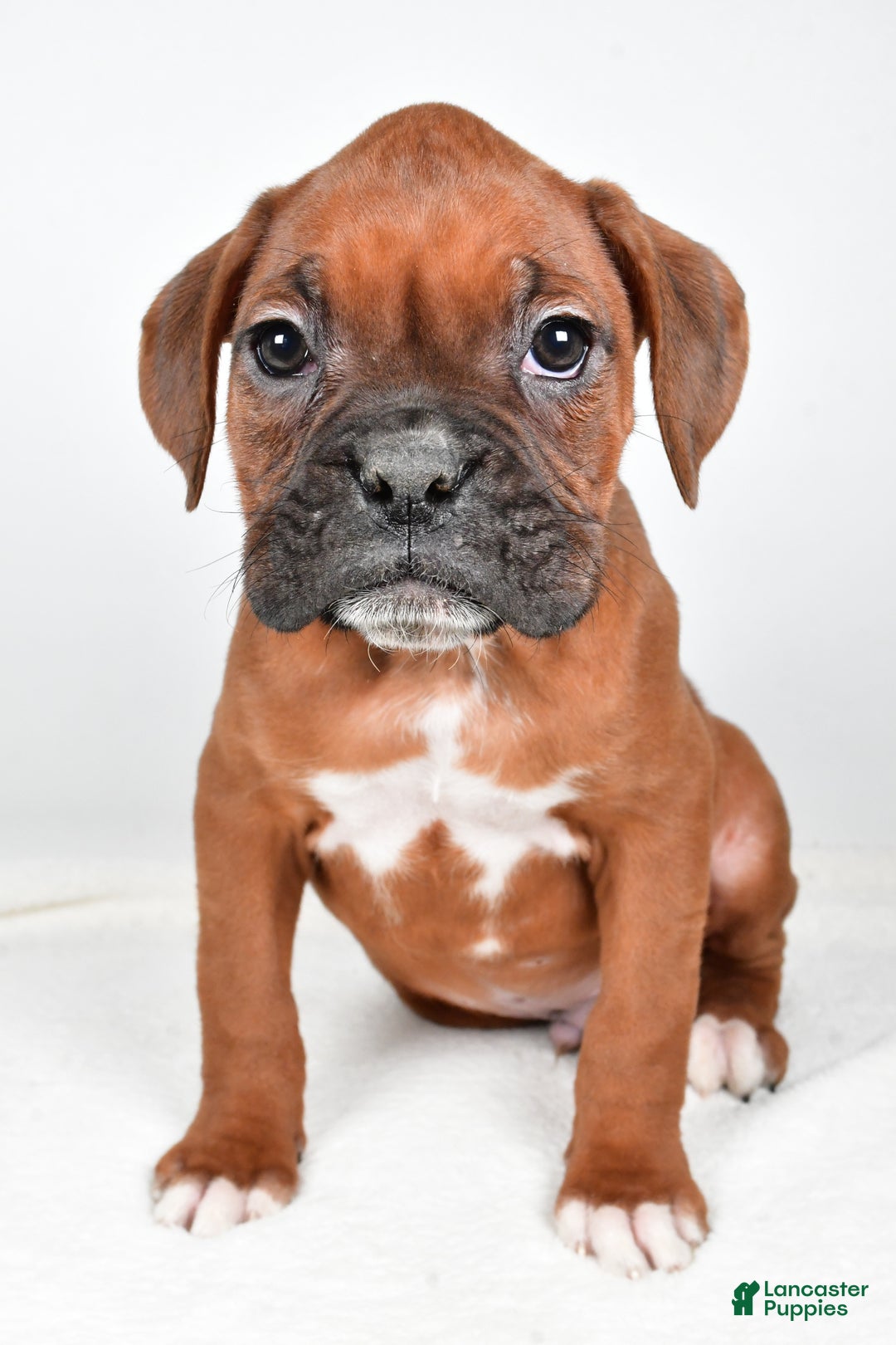 Boxer dogs for sale: Ben - Ad 5