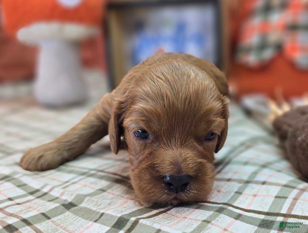 Cockapoo dogs for sale: Captain Dan - Ad 11