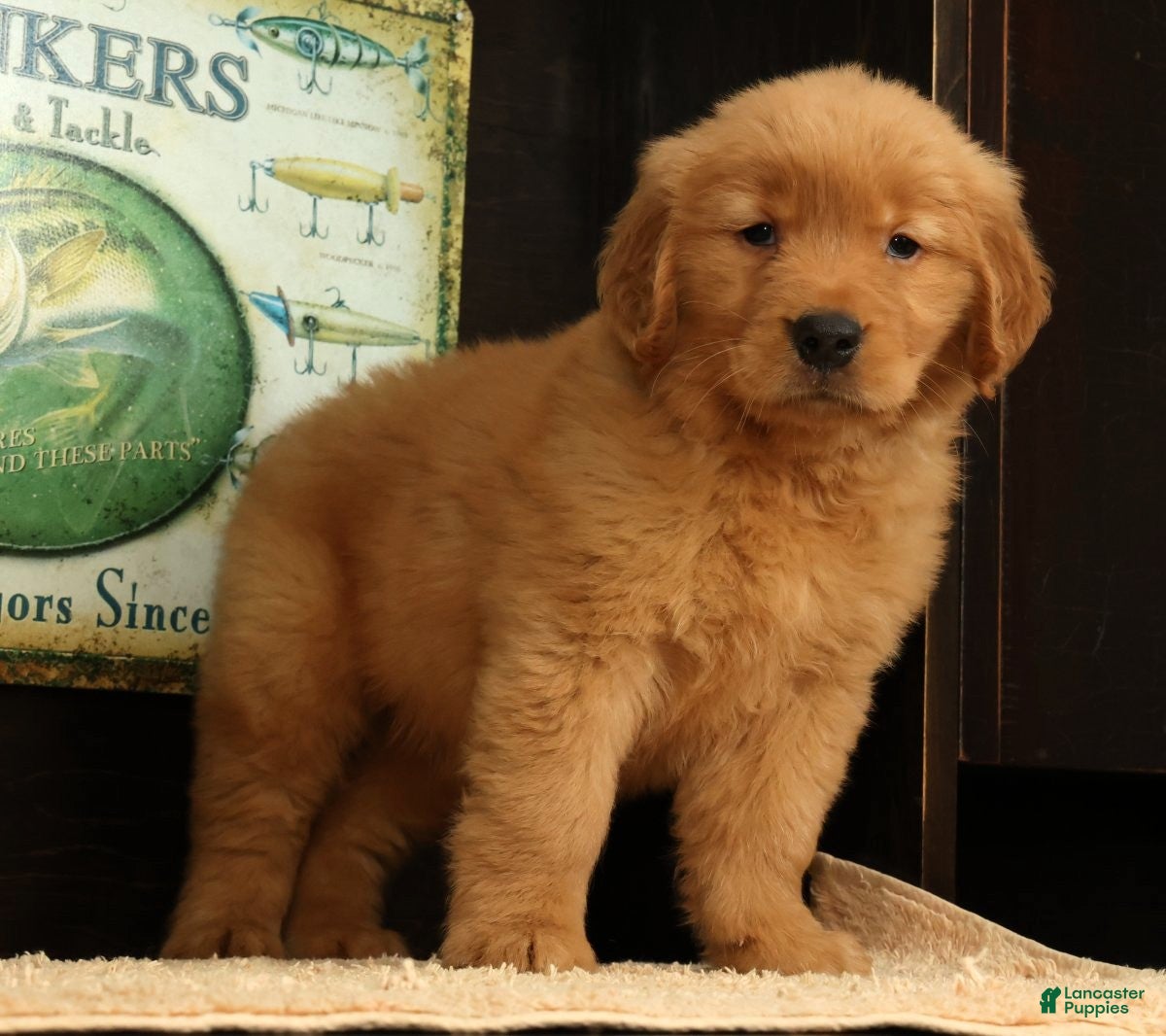 Golden Retriever dogs Quincey - Ad 1