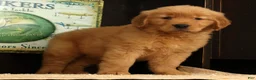 Golden Retriever dogs for sale: Quincey - Ad 1