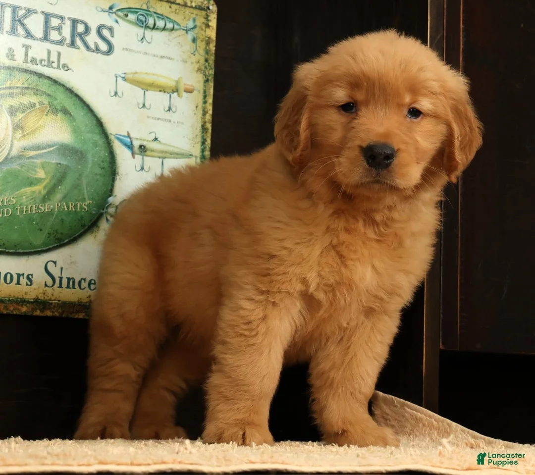 Golden Retriever dogs for sale: Quincey - Ad 1
