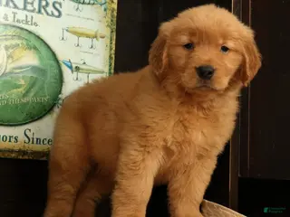 Golden Retriever dogs for sale: Quincey - Ad 3