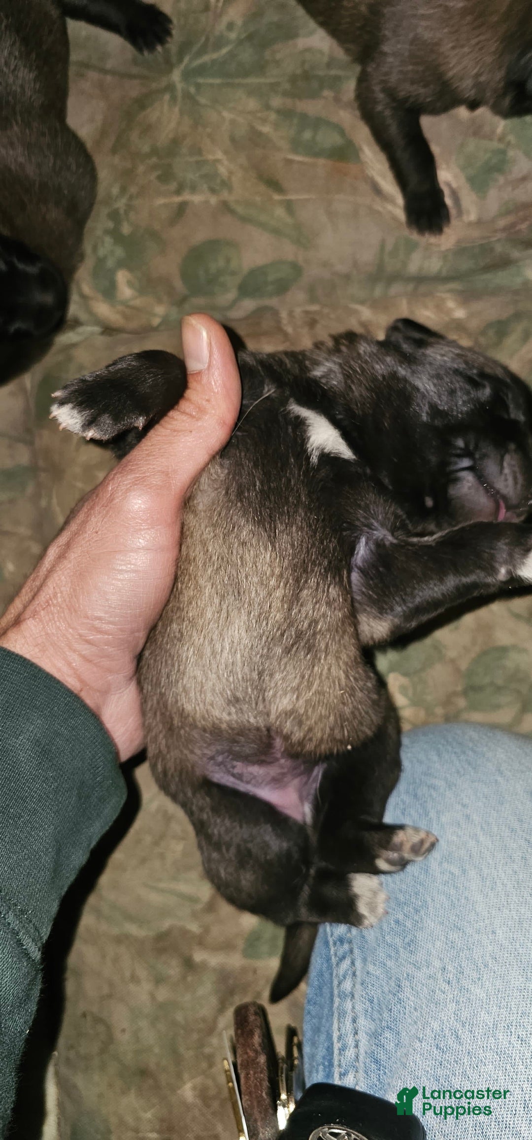 Gallery Image {{count}}