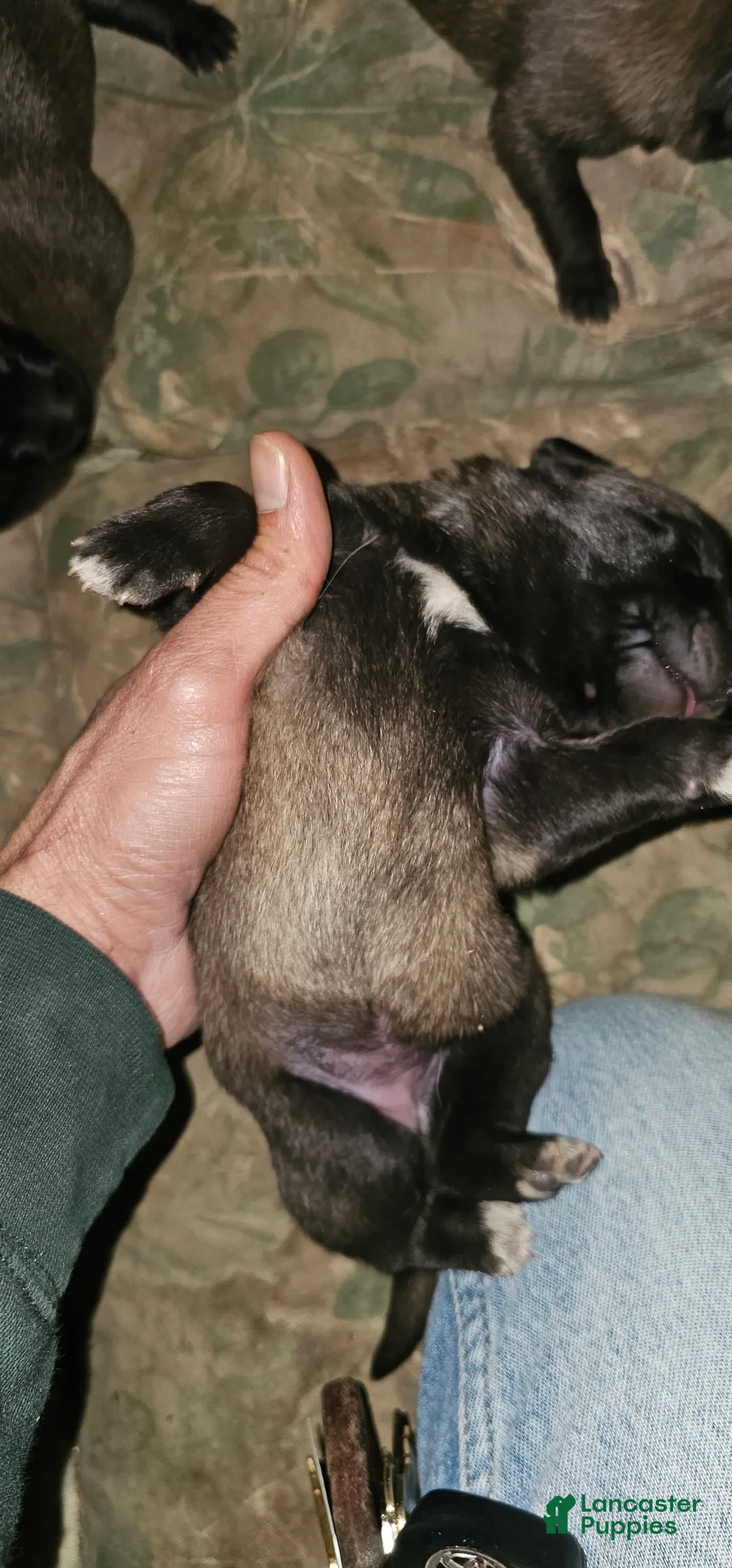 Gallery Image {{count}}