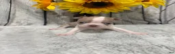 Boston Terrier dogs for sale: Boston Terrier 3 - Ad 5