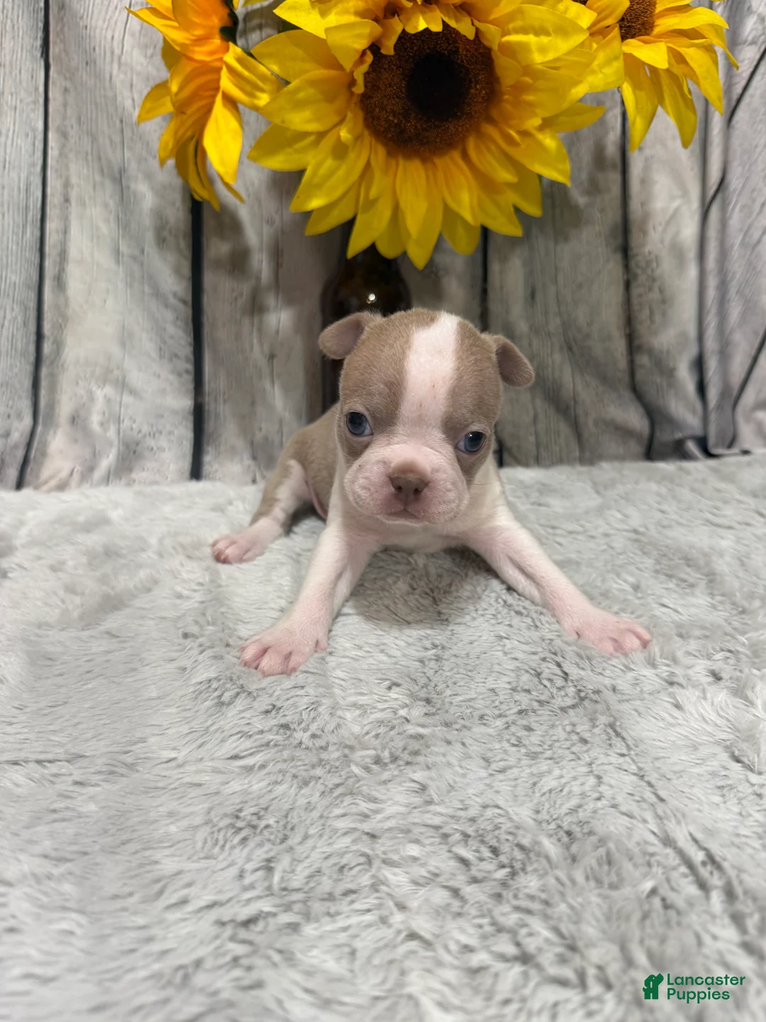 Boston Terrier dogs for sale: Boston Terrier 3 - Ad 5