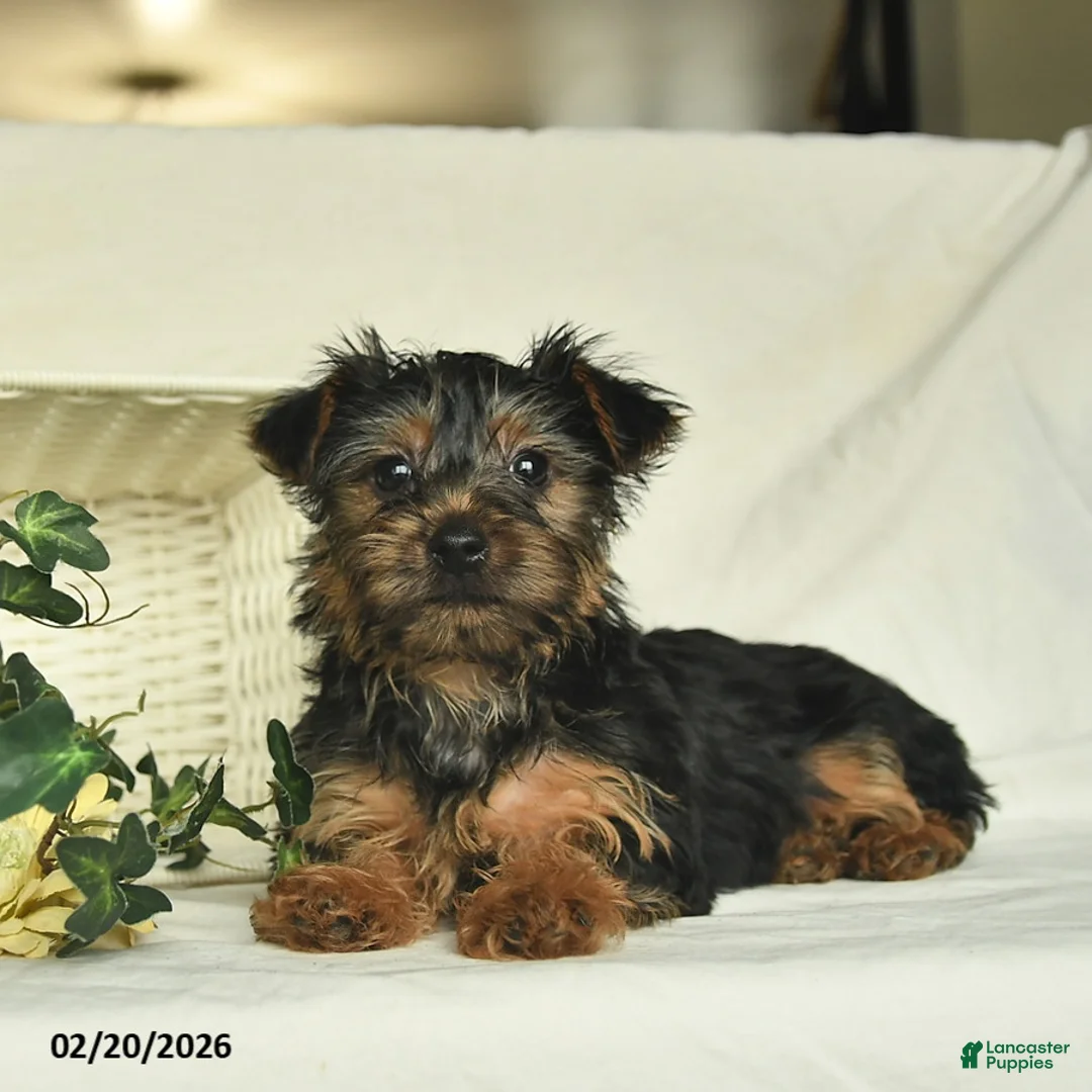 Yorkshire Terrier dogs for sale: Roxy  - Ad 2
