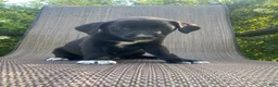 Mixed Breed dogs for sale: Penny - Ad 6